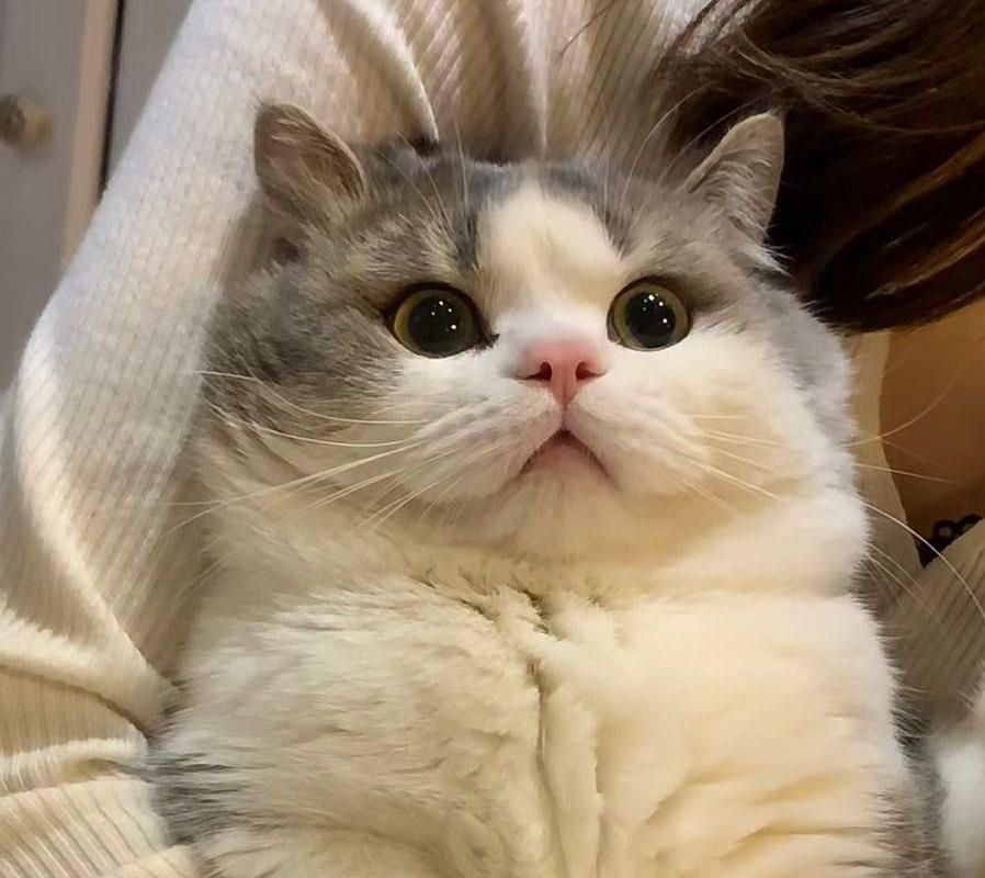 شهر گربه‌ میوهاپ(پرشین/بریتیش/اسکاتیش)|گربه|مشهد, سجاد شهر|دیوار