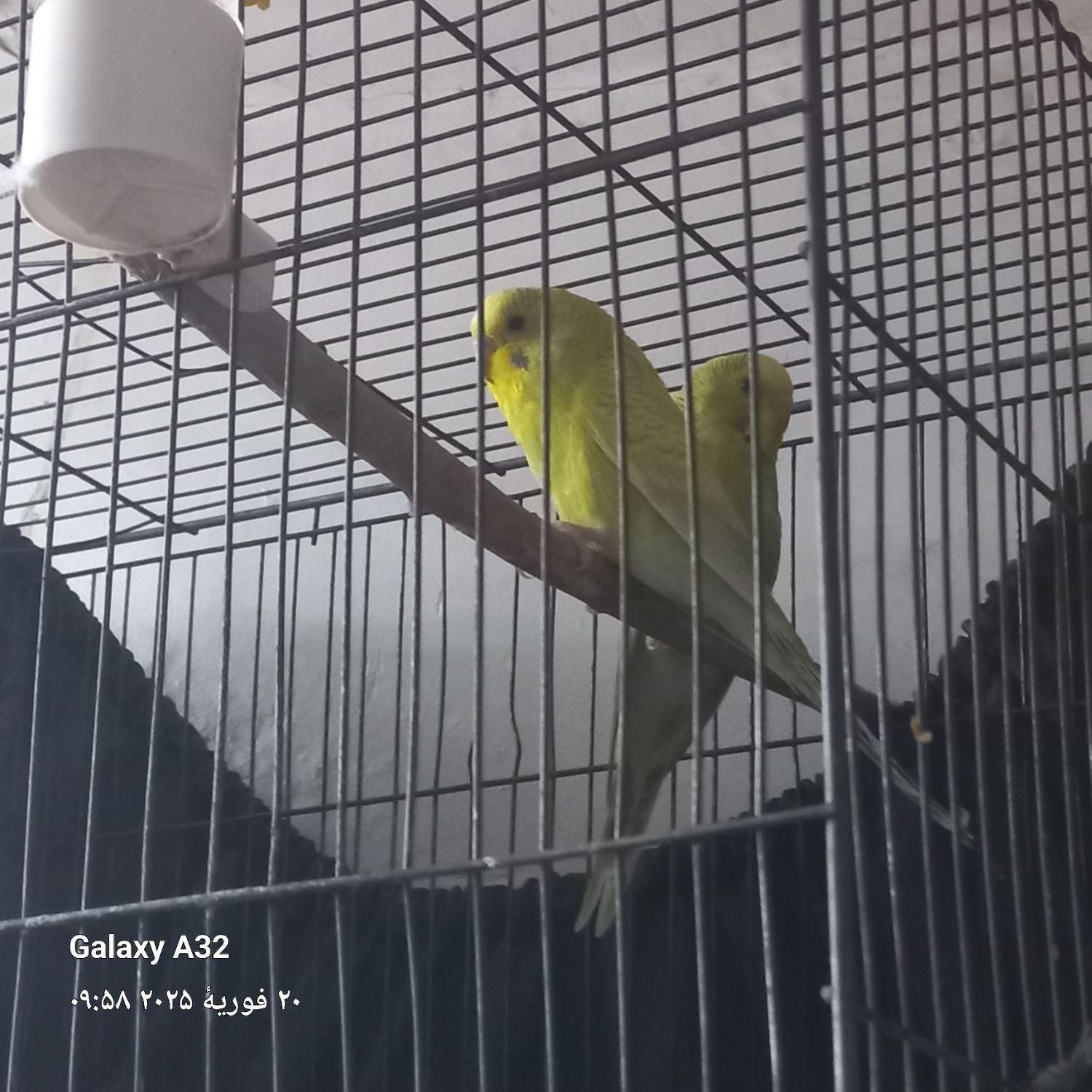 مرغ عشق|پرنده|خرمشهر, |دیوار