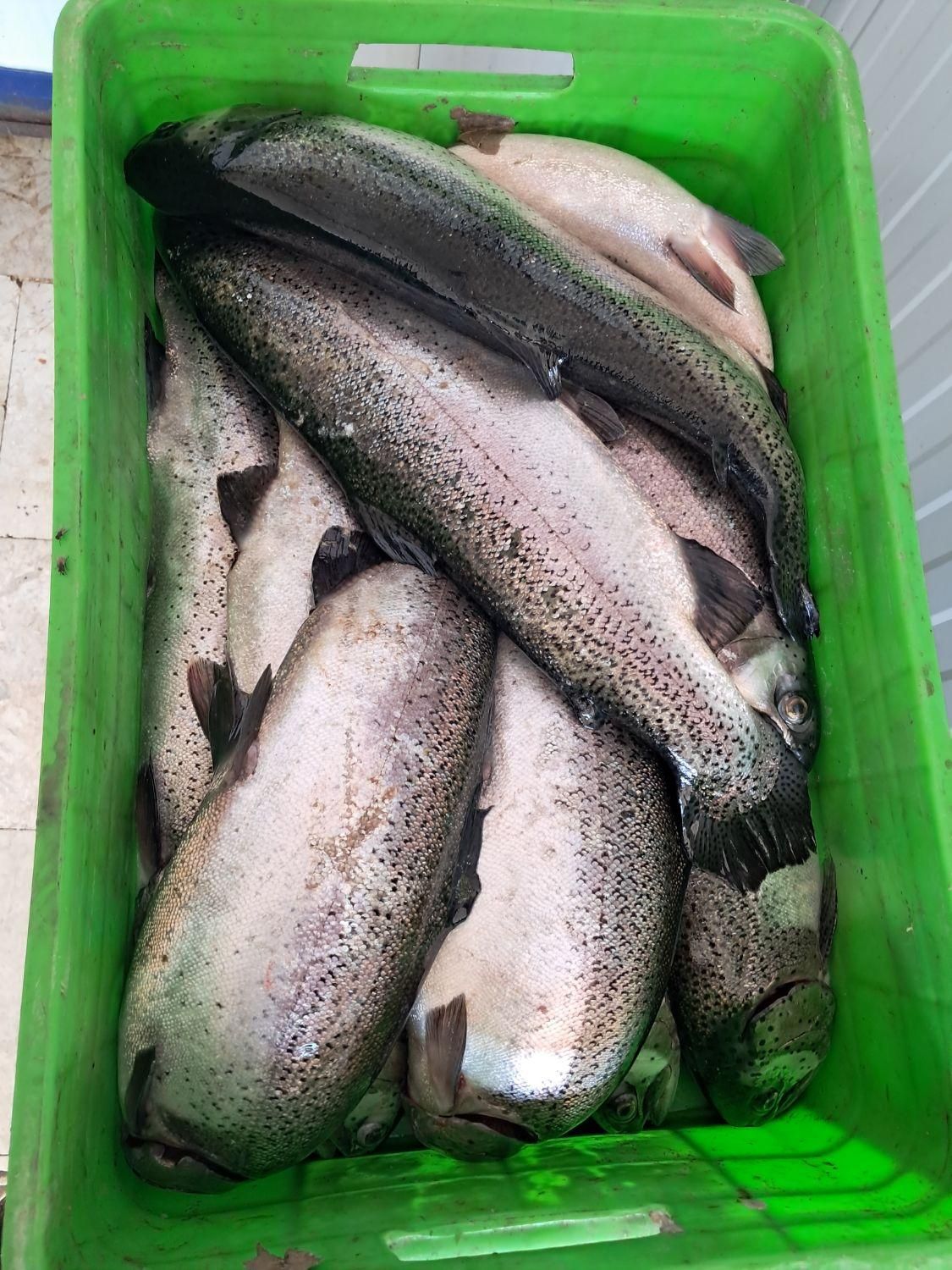 ماهی قزل آلا|عمده‌فروشی|مشهد, نوید|دیوار