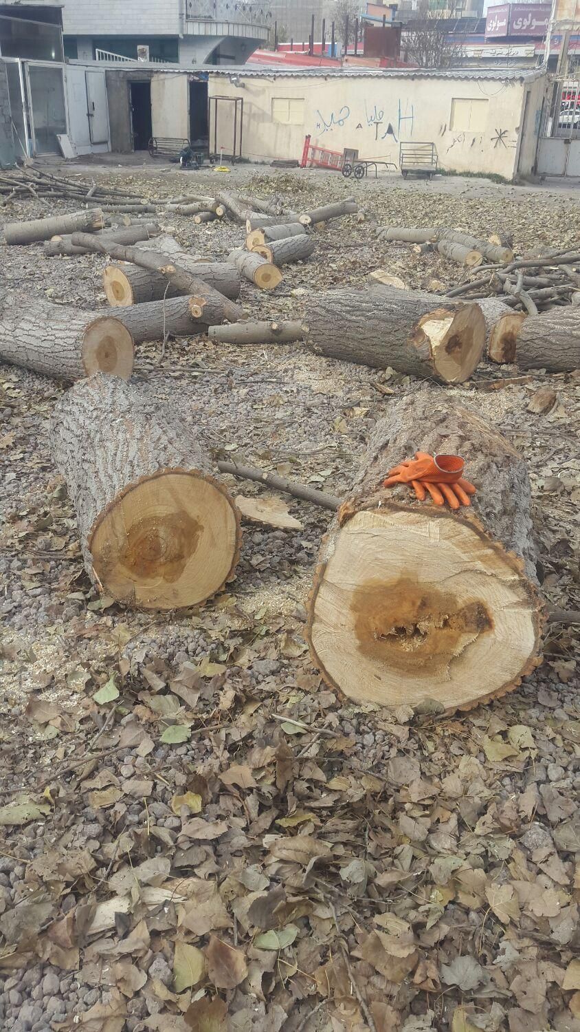 خریداردرخت قلمه میوه سود وچوب خشک|خدمات باغبانی و درختکاری|اردبیل, |دیوار