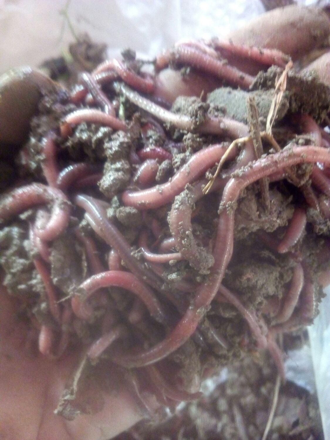 کرم خاکی طعمه ماهیگیری|ماهیگیری|فردیس, شهرک وحدت|دیوار