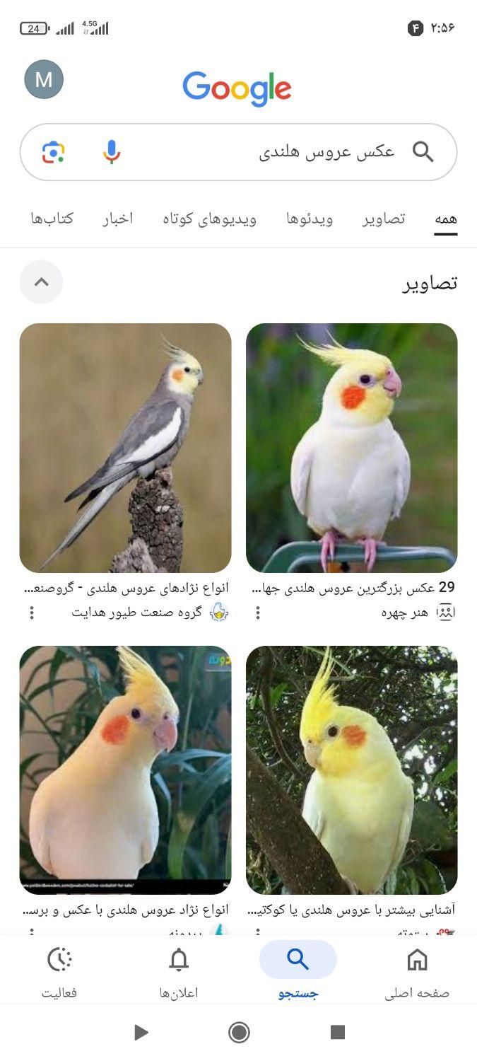 عروس هلندی|حیوانات|تهران, نارمک|دیوار