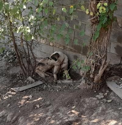 سگ نگهبان|سگ|مینودشت, |دیوار