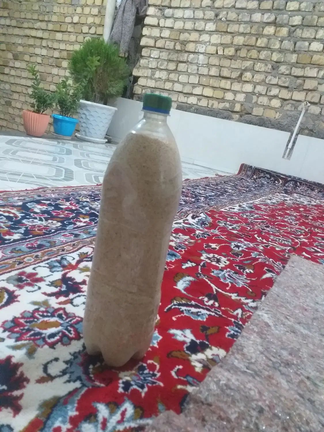 تخم اصلاح شده سفید و بنفش درجه یک گوجه ای و ساده|گل و گیاه طبیعی|کوهدشت, |دیوار