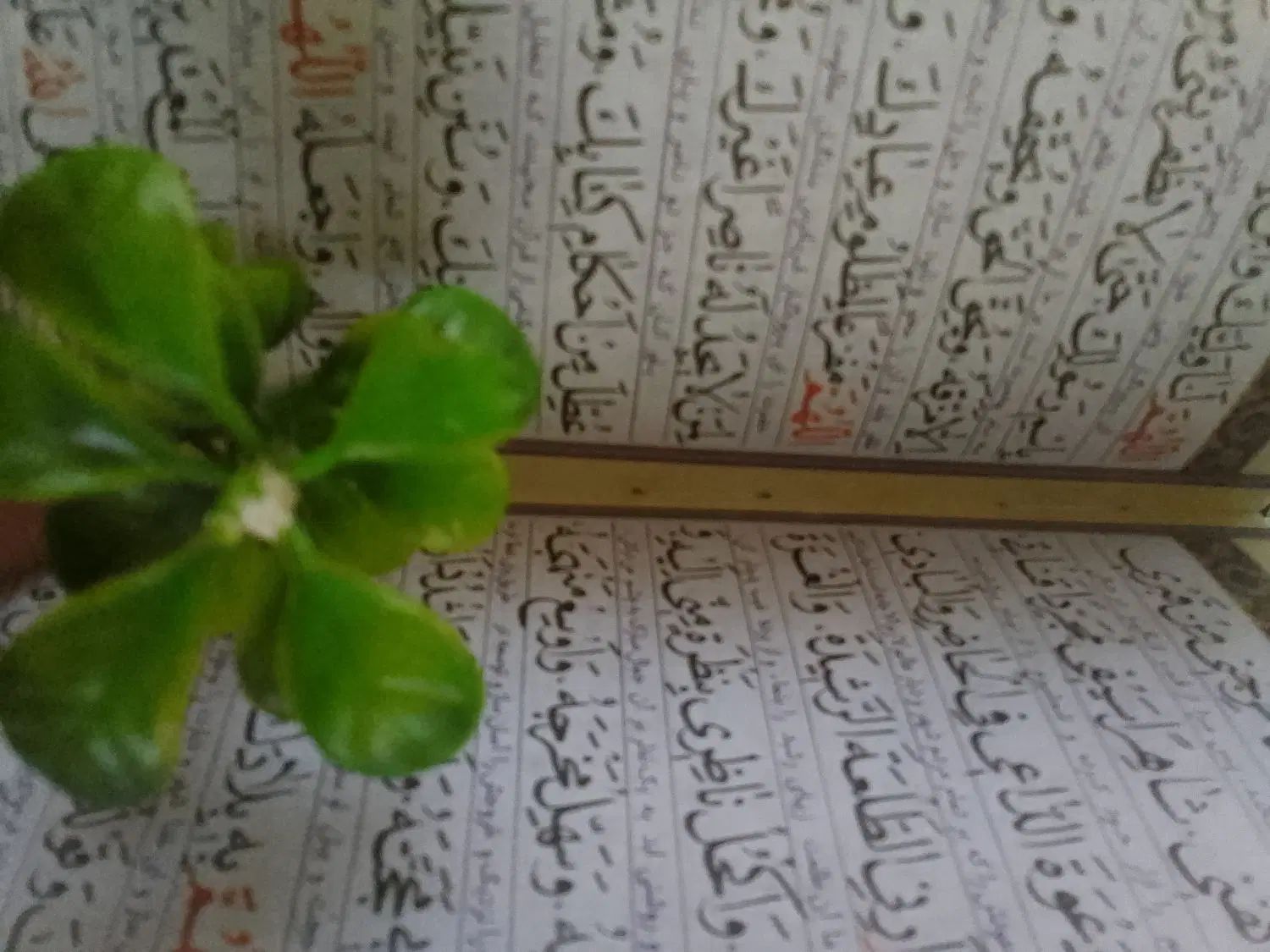 کتاب دعا|کتاب و مجله تاریخی|مشهد, عیدگاه|دیوار