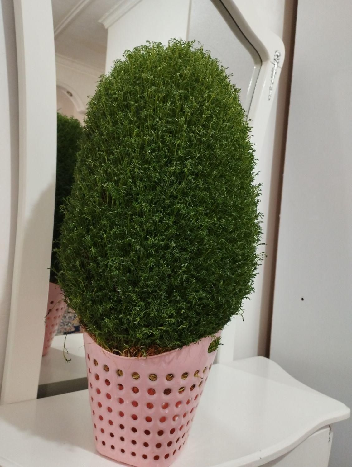 سبزه تپه ای و عروس داماد|گل و گیاه طبیعی|نورآباد, |دیوار