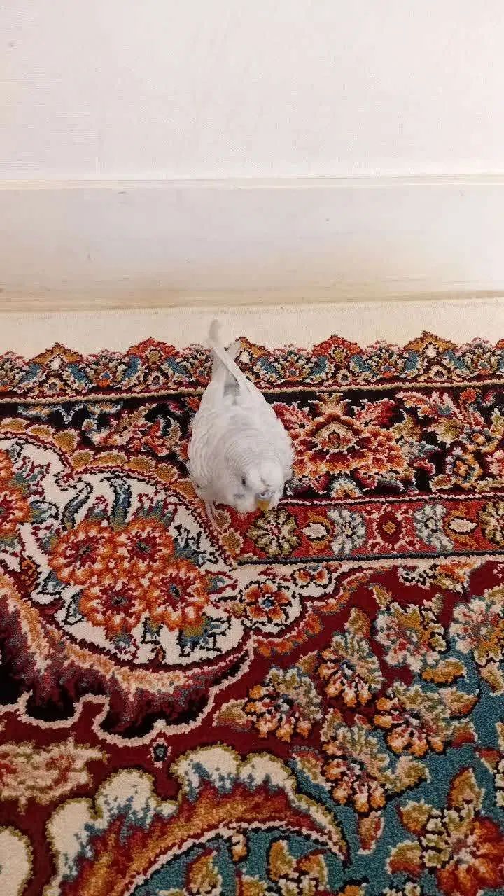 مرغ عشق دستی دست هم میدهد|پرنده|اصفهان, سرشبادران|دیوار