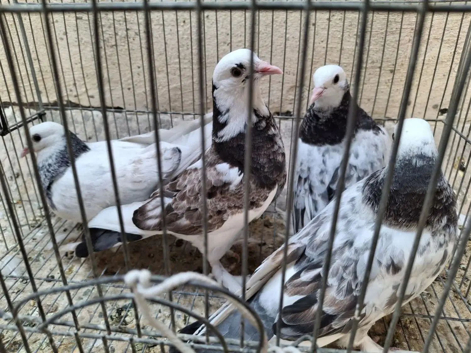 کبوتر|پرنده|اصفهان, مولوی|دیوار