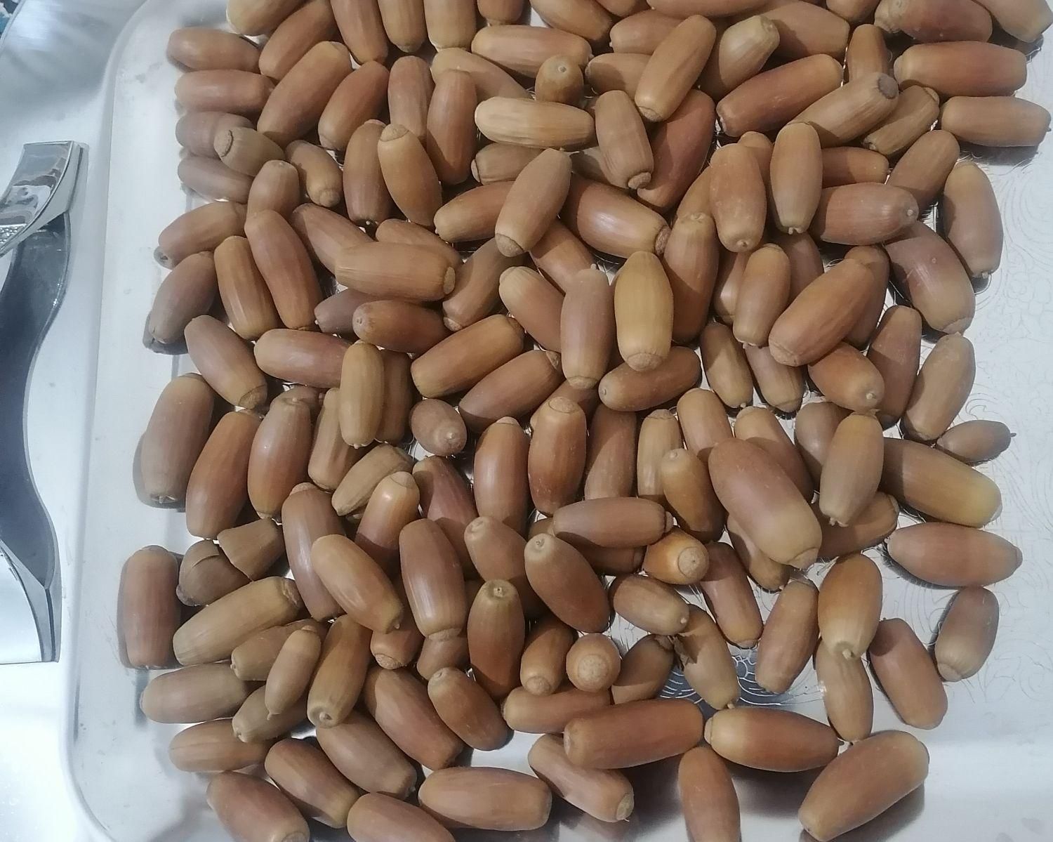 بلوط|گل و گیاه طبیعی|مشهد, کوی دروی|دیوار