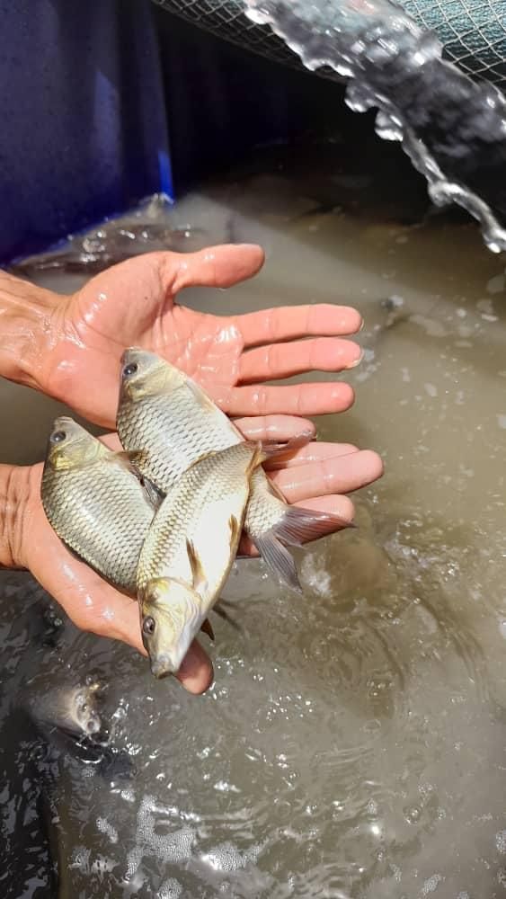 طرح بچه ماهی کپور،قزل آلا،|ماهی|قزوین, |دیوار