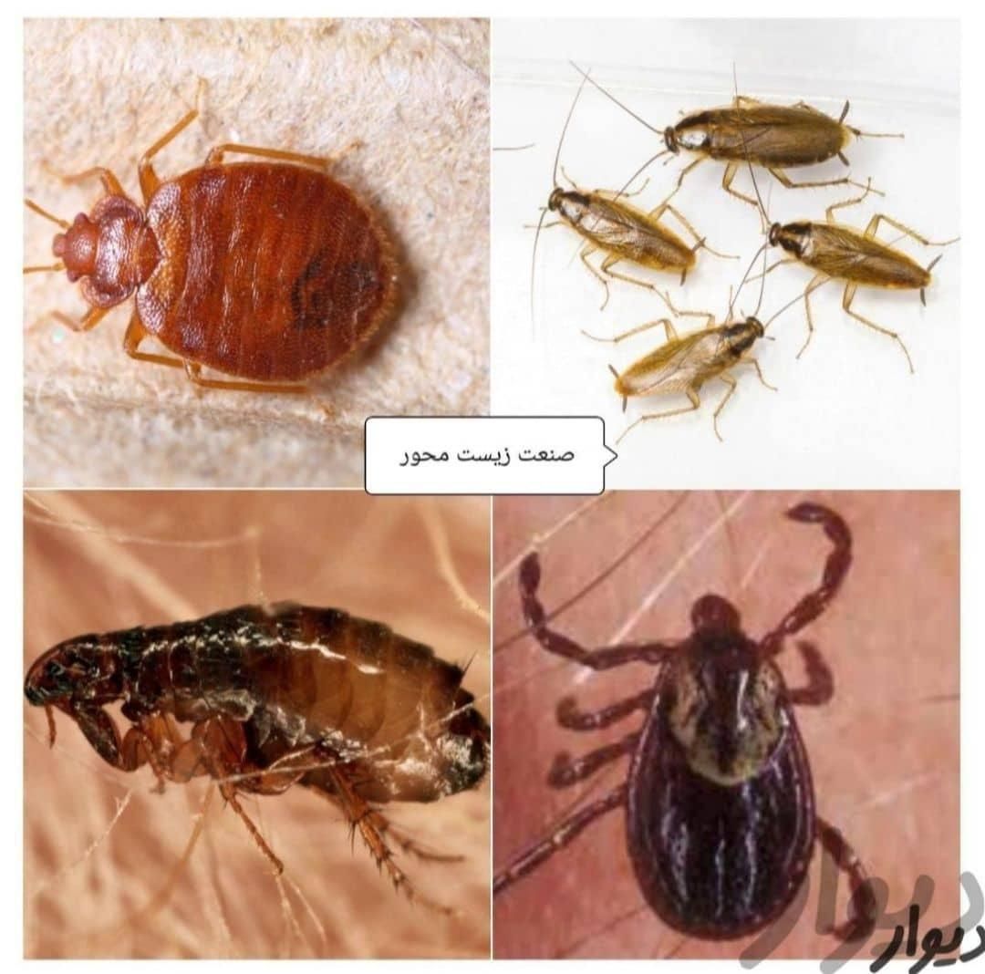 سمپاشی×موریانه ساس سوسک موش×وقیرسم پاشی ضمانتی|خدمات نظافت|اهواز, گلستان|دیوار