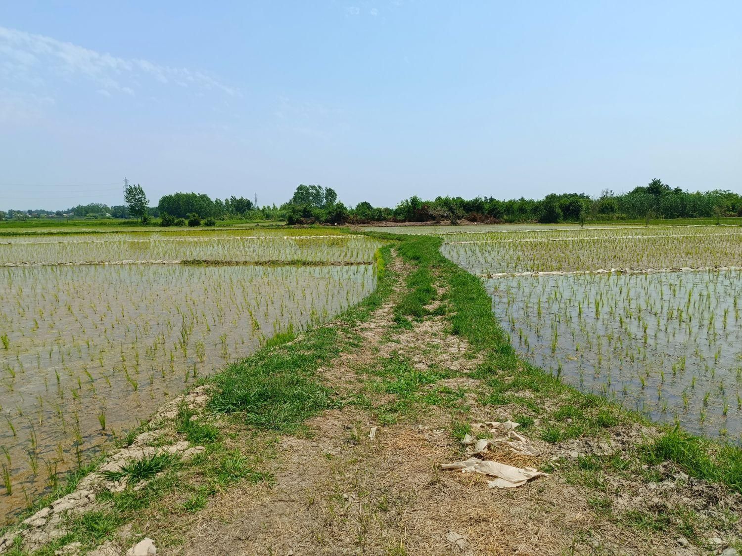 فروش زمین شالیزار ۱۴۵۰ متری/ خمام معاوضه با ماشین|فروش زمین و ملک کلنگی|خشکبیجار, |دیوار