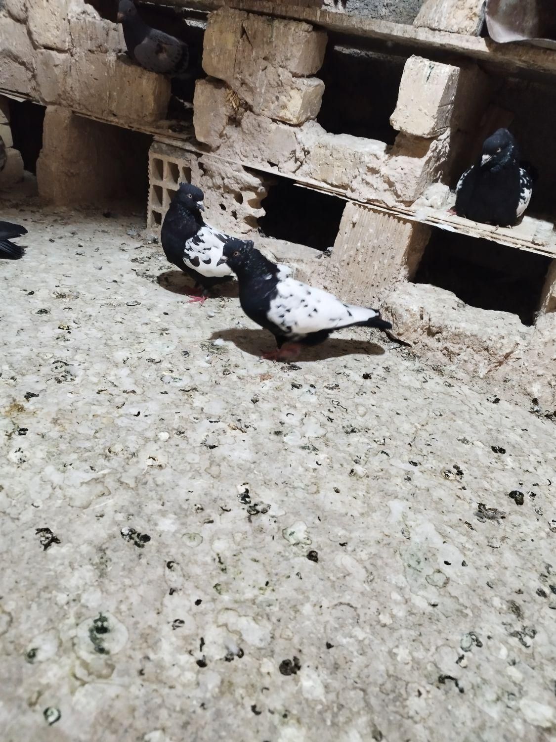 گل کبوتر پلاکی سینه مشکی  کفتر تهرانی بپر|حراج|لنجان, |دیوار