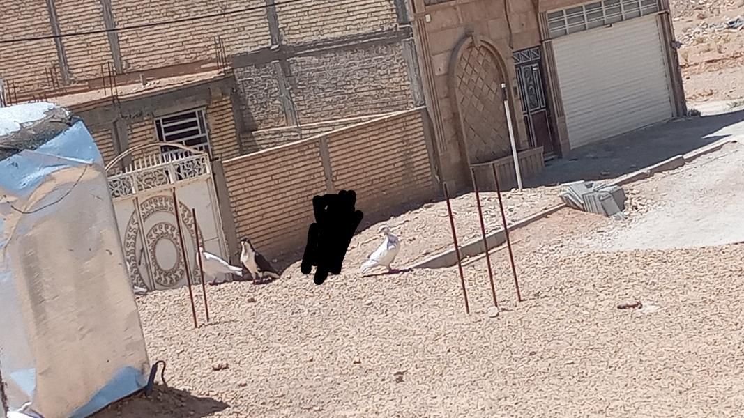 کبوتر|پرنده|آباده, |دیوار