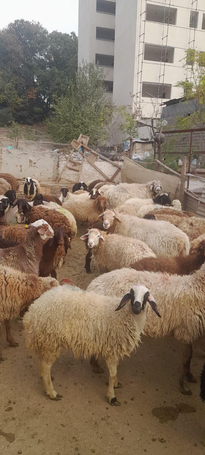 گوسفند زنده با قصاب تمیز کار درب منزل|حیوانات مزرعه|تهران, علم و صنعت|دیوار