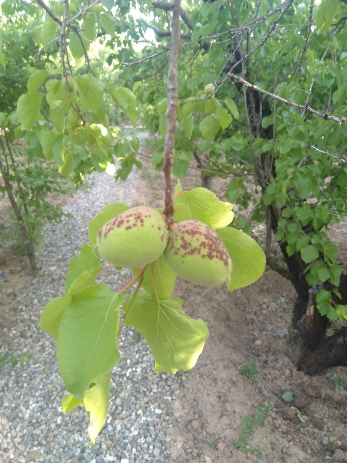 باغداری،باغبانی،نگهداری و فروش گل و گیاه آپارتمانی|خدمات باغبانی و درختکاری|قم, نیروگاه|دیوار
