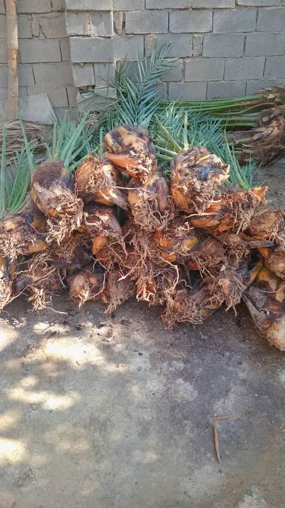 کوگ ربی مضافتی پیارم. زاهدی تعداد بالا دارم ارسال|خدمات باغبانی و درختکاری|ایرانشهر, |دیوار