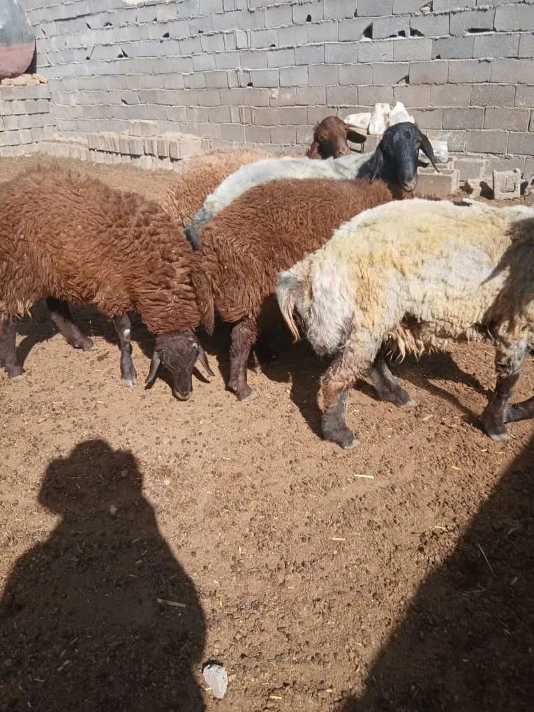 ۶عدد بره قوچی ۱۰ ماه فقد سرپایی بیا نگاه کن|حیوانات مزرعه|مشهد, شهرک شهید باهنر|دیوار