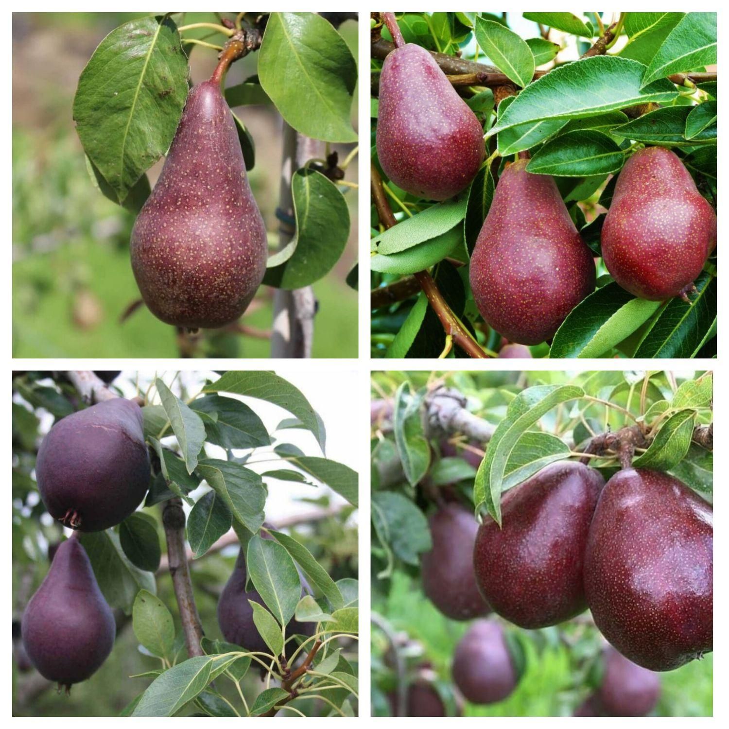 رز سیاه زالزالک زردآلو پرتقال والنسیا بلوبری|خدمات باغبانی و درختکاری|مشهد, آبکوه|دیوار