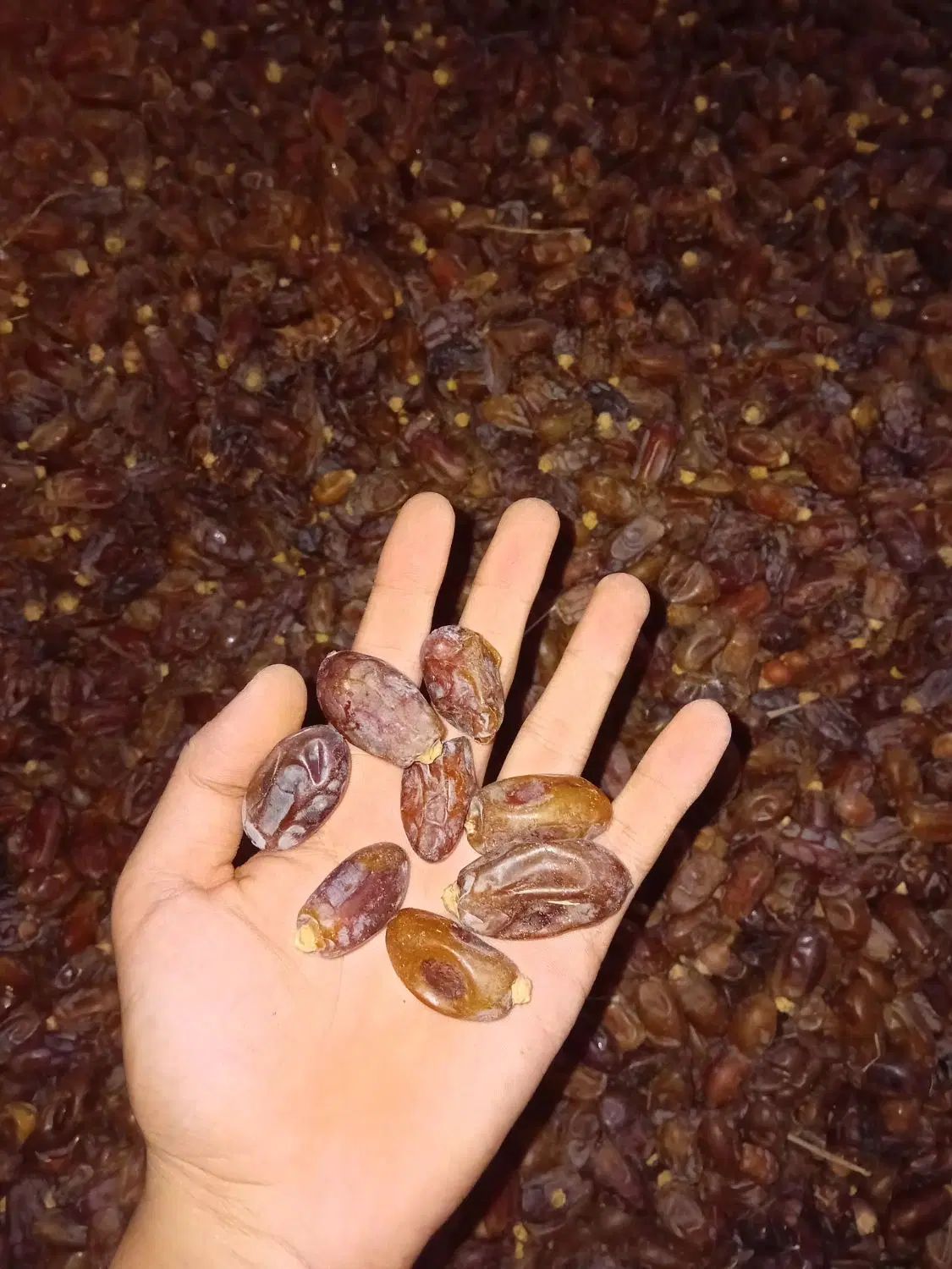 خرما استعمران درجه ۱|خوردنی و آشامیدنی|مشهد, انقلاب|دیوار