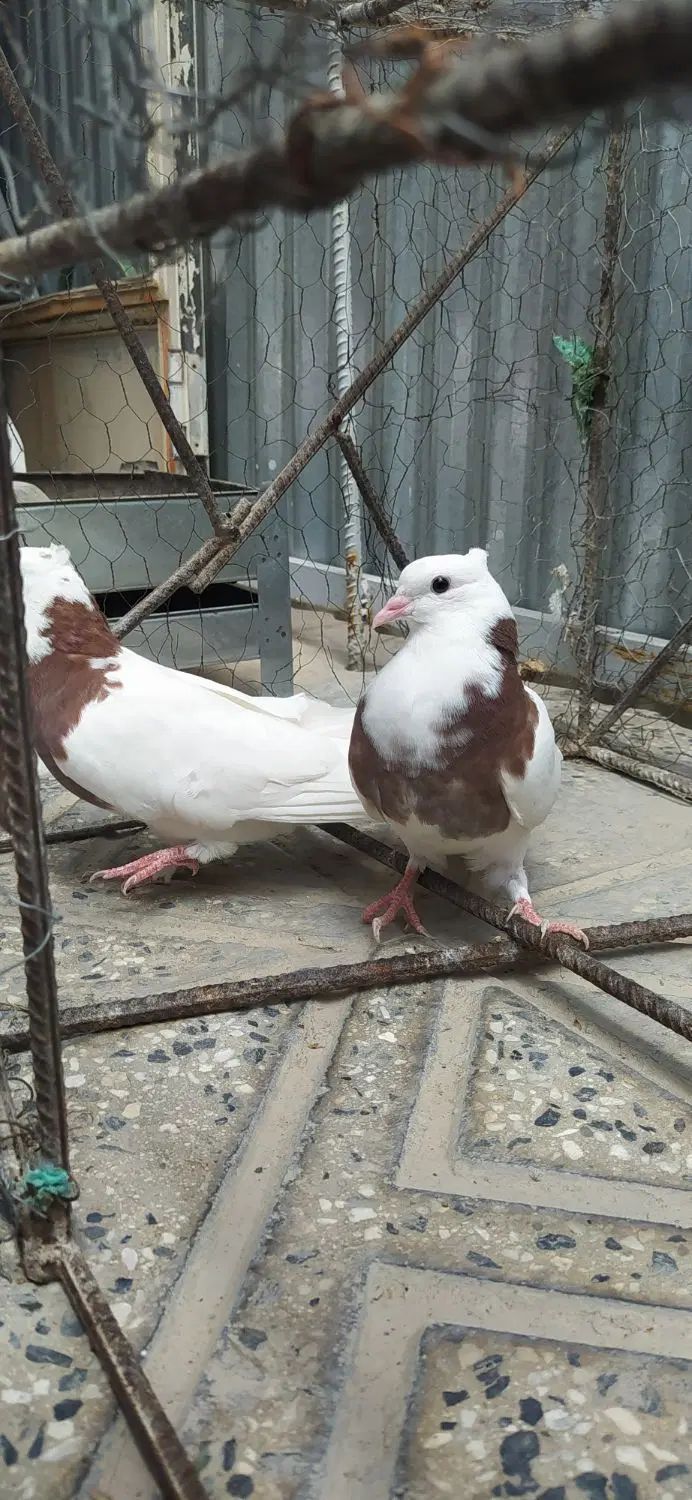 سه جفت جوجه طوقی|پرنده|اصفهان, جی شیر|دیوار