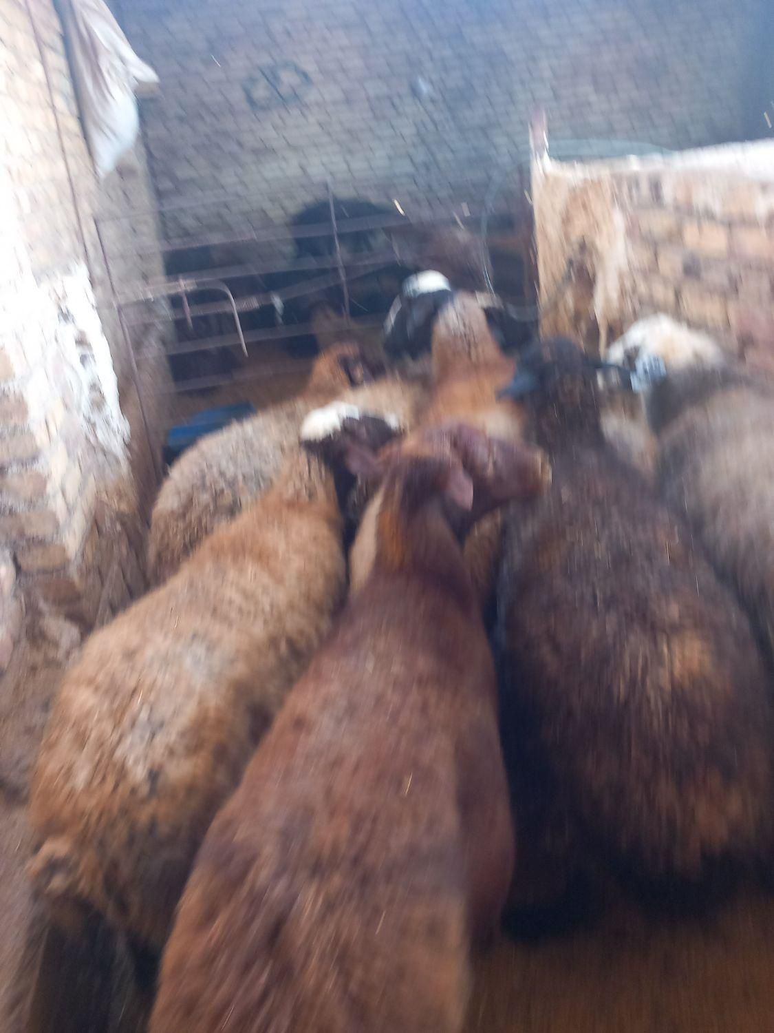 گوسفندزنده|حیوانات مزرعه|قزوین, |دیوار