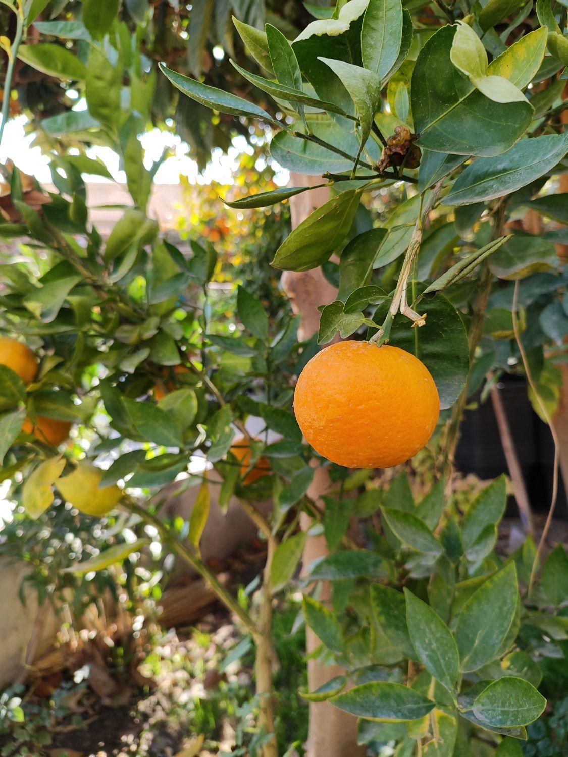 درخت نارنج و نارنگی و پرتقال|خدمات باغبانی و درختکاری|لنجان, |دیوار