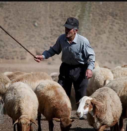 گوسفند زنده خونی برای مراسمات|حیوانات مزرعه|مشهد, راه آهن|دیوار