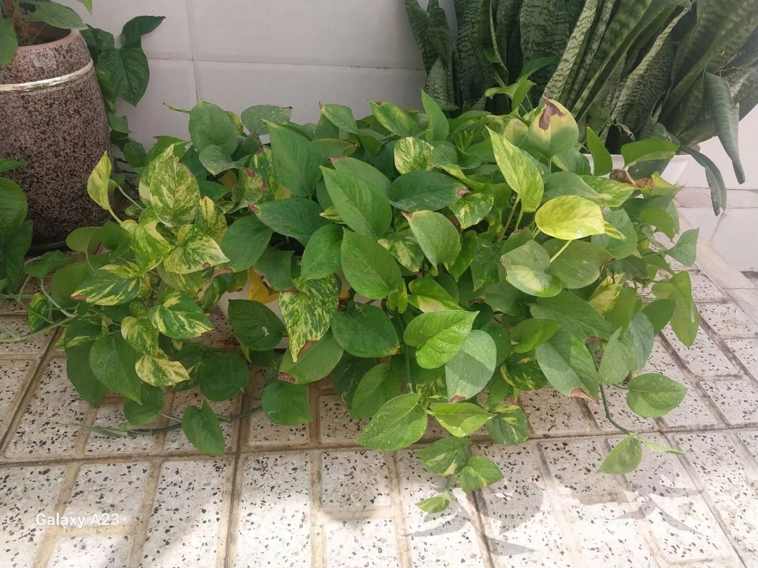 گل طبیعی، گلخونه|گل و گیاه طبیعی|مشهد, کوه سنگی|دیوار