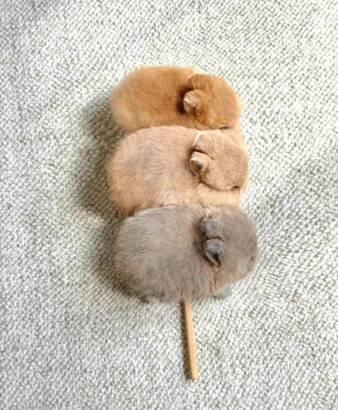 چشم آهویی مینیاتوری مینی لوپ فانتزی ریزه|موش و خرگوش|اصفهان, نقش جهان|دیوار