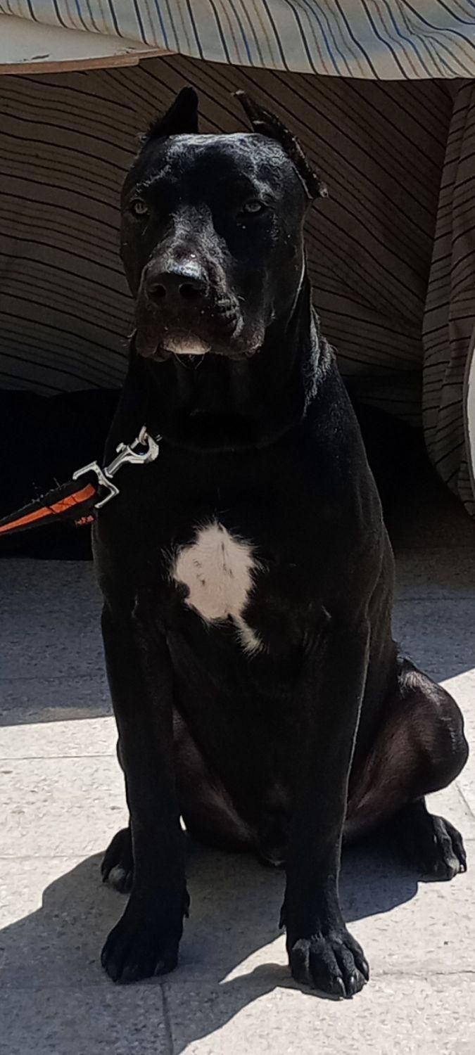 سگ پیت بول|سگ|تهران, کیانشهر|دیوار