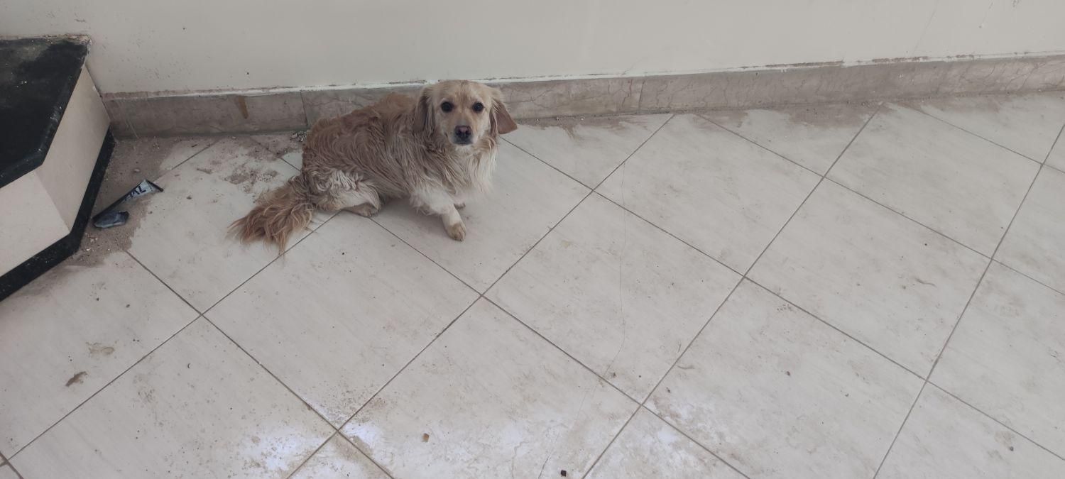 سگ پاپی شیتزو اشپیتز|سگ|اصفهان, باغ فدک|دیوار