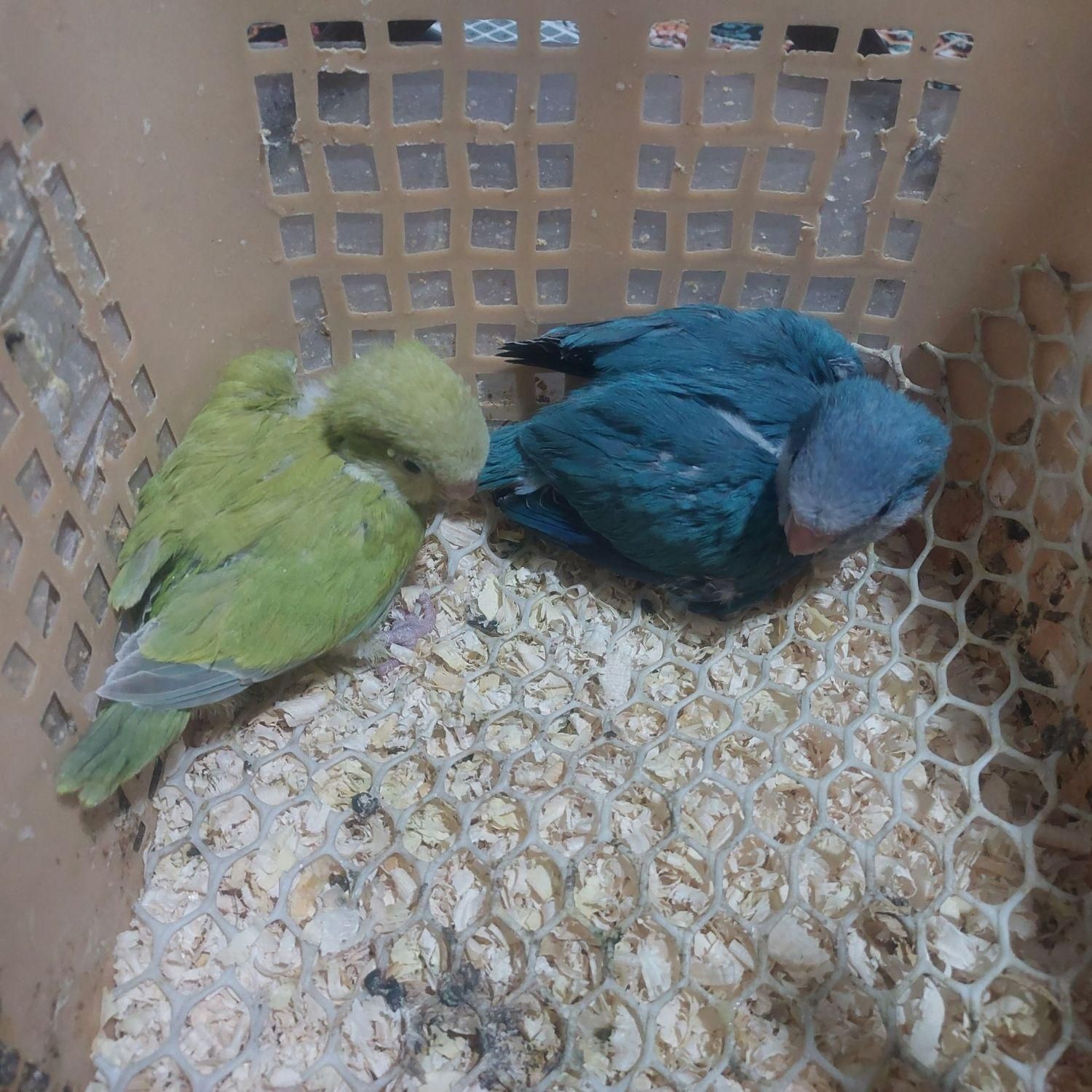 راهب آبی و پسته ای|پرنده|بومهن, |دیوار