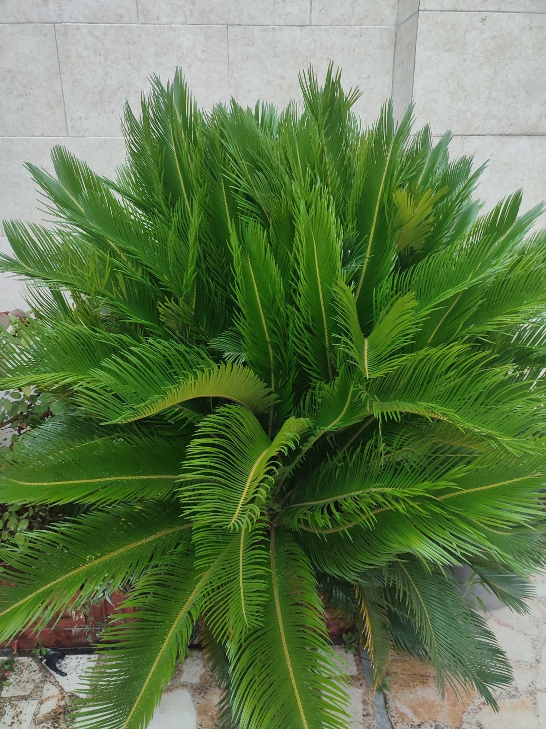 برگ سیکاس|گل و گیاه طبیعی|رشت, بلوار گیلان|دیوار