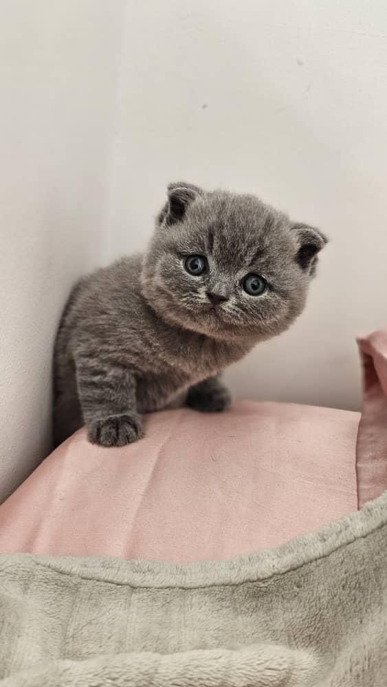 نمایشگاه /گربه /دامپزشکی|گربه|تهران, جنت‌آباد مرکزی|دیوار