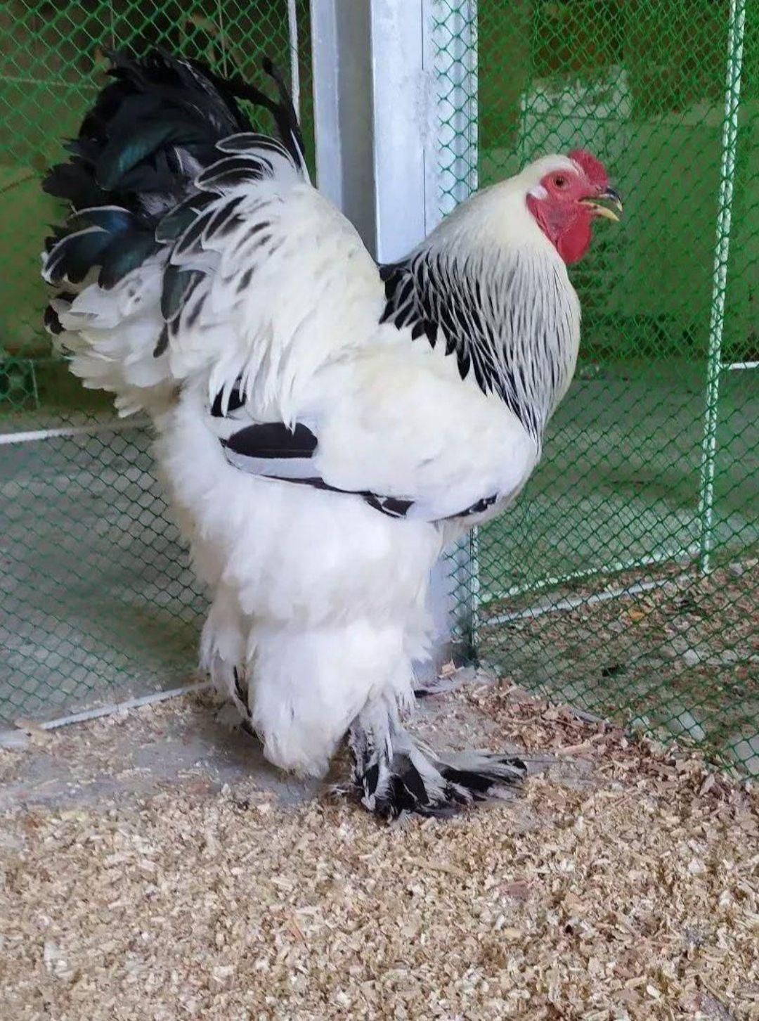 تخم،جوجه برهما لایت اصیل|حیوانات مزرعه|رشت, جانبازان|دیوار