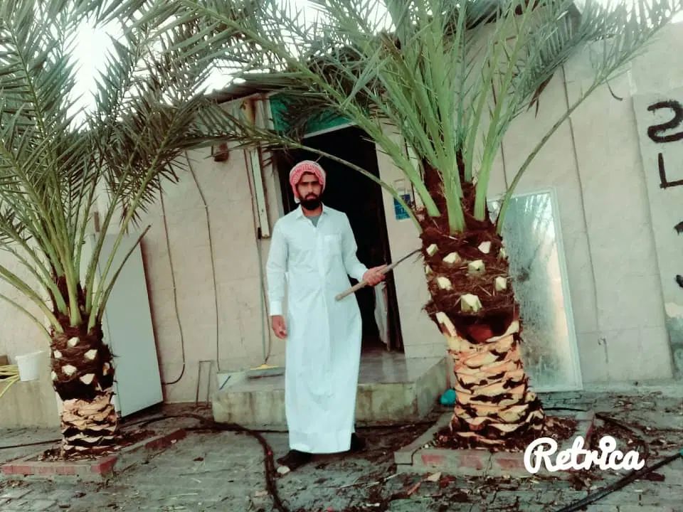 بریدن نخل قطع درخت هرس نخل سمپاشی نخل  استاد نخل|خدمات باغبانی و درختکاری|اهواز, نادری|دیوار
