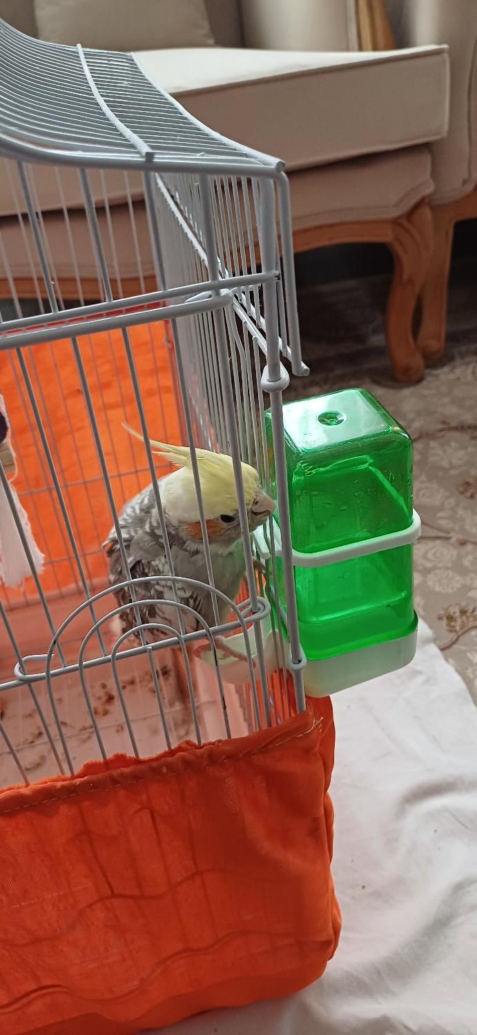 عروس هلندی|پرنده|هشتگرد, هشتگرد قدیم|دیوار