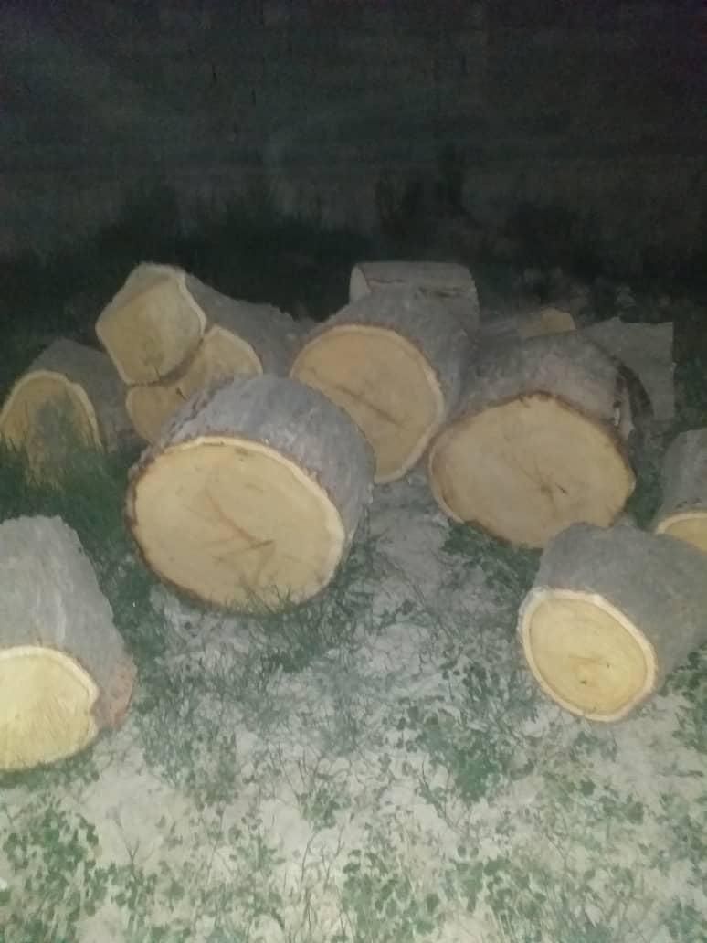 خریدار چوب به صورت نقدی در باسکول|خدمات باغبانی و درختکاری|شیروان (خراسان), |دیوار