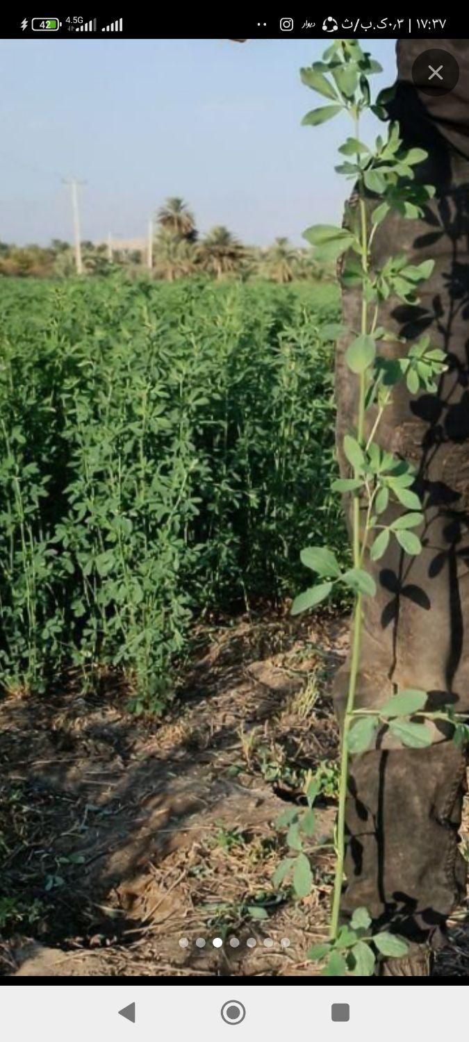 بذر یونجه محلی اصلااح شده بوجاری بمی تضمینی بم|خدمات باغبانی و درختکاری|بم, |دیوار