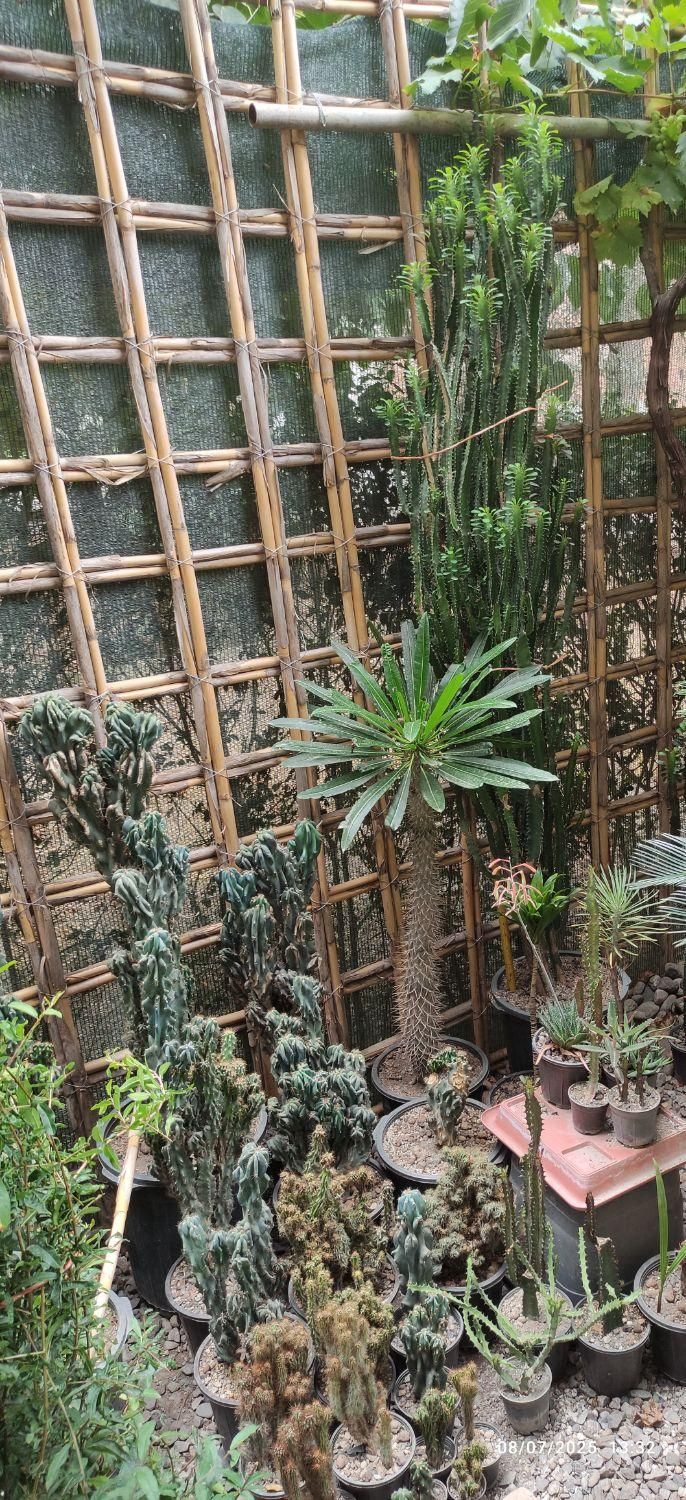 گل و کاکتوس|گل و گیاه طبیعی|گرگان, |دیوار