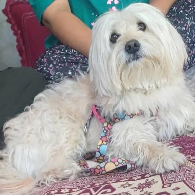 گمشده شیتزوپسر۴ساله سفیدوکرم رنگ|سگ|شیراز, شیشهگری|دیوار