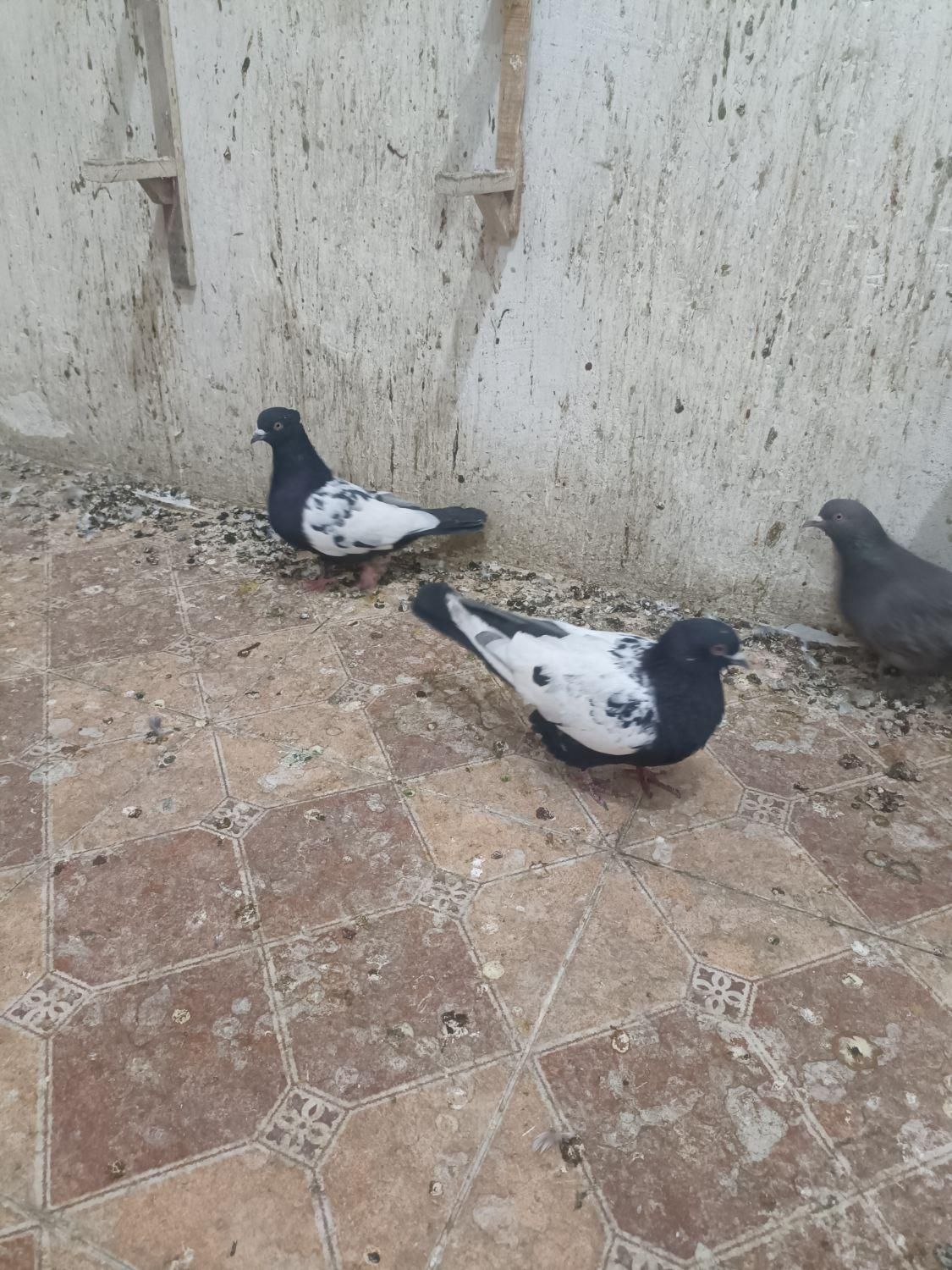 چندتا نرخوب|پرنده|آشخانه, |دیوار