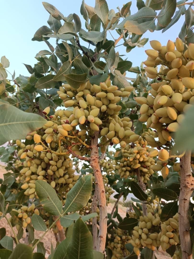 ملک کشاورزی پسته احمد آقای چافضل اردکان|فروش دفتر صنعتی، کشاورزی، تجاری|اردکان, |دیوار