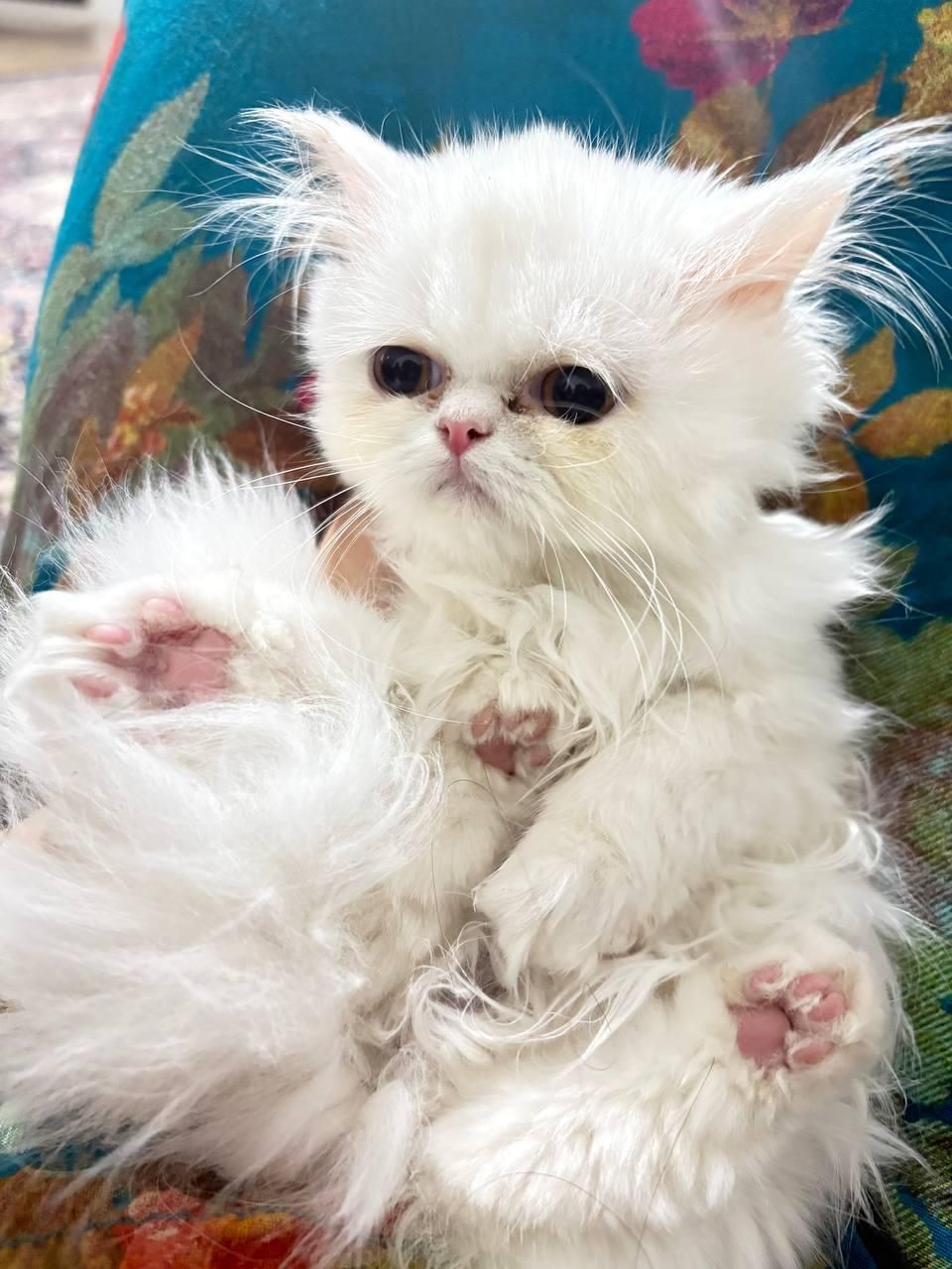 غیر رایگان است(بچه گربه)|گربه|کرمان, |دیوار