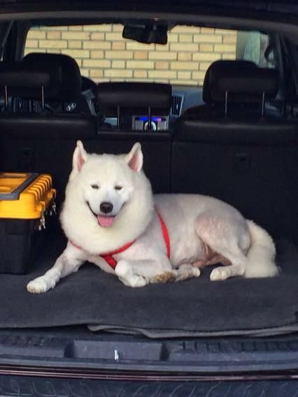 فروش سگ خونگی|سگ|ایلام, |دیوار