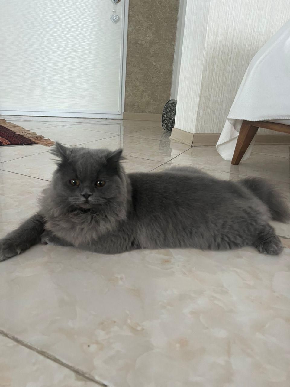 گربه نژاد بریتیش اصیل و آرام|گربه|نوشهر, |دیوار