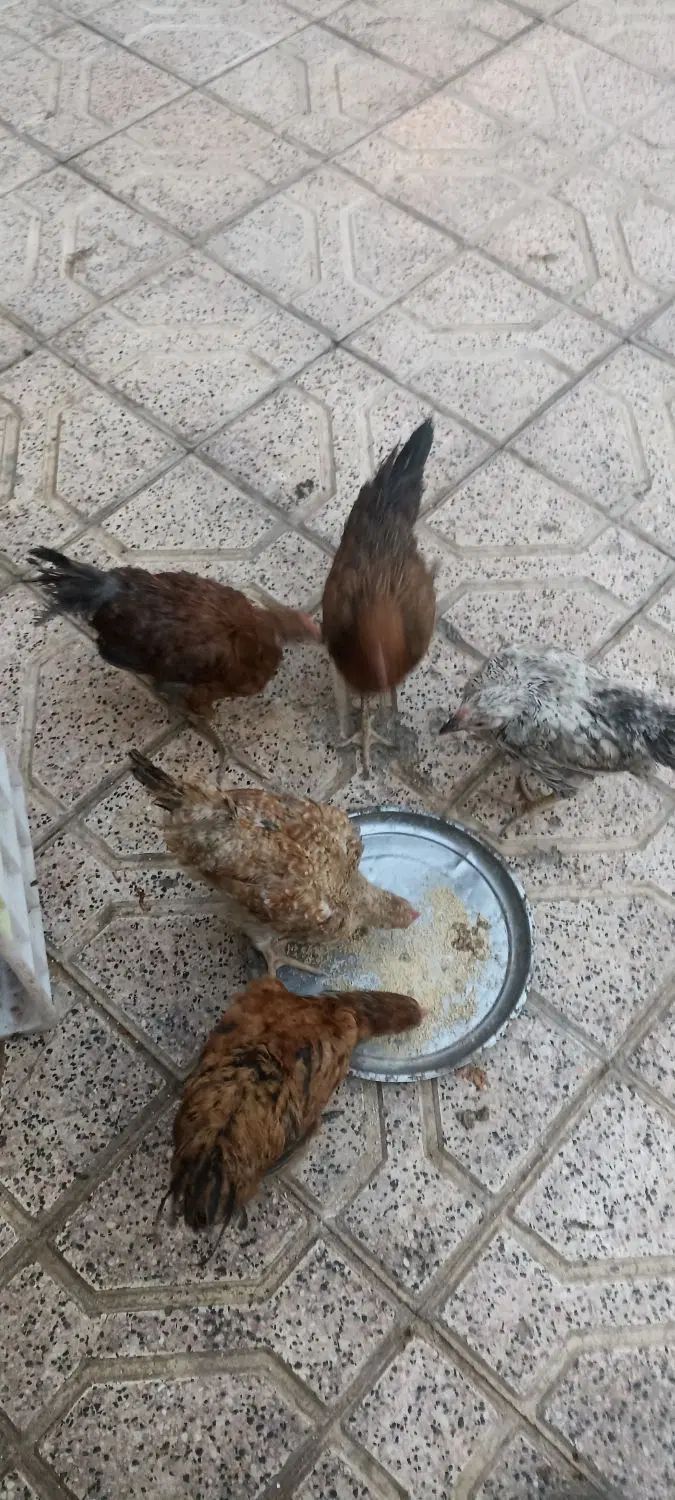 مرغ|حیوانات مزرعه|مشهد, طلاب|دیوار