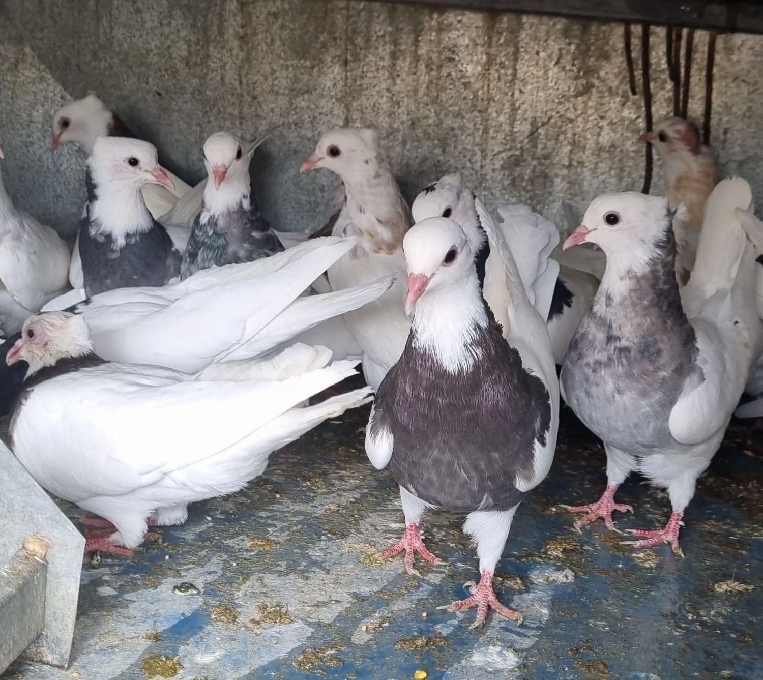 طوقی ساده|پرنده|مبارکه, |دیوار