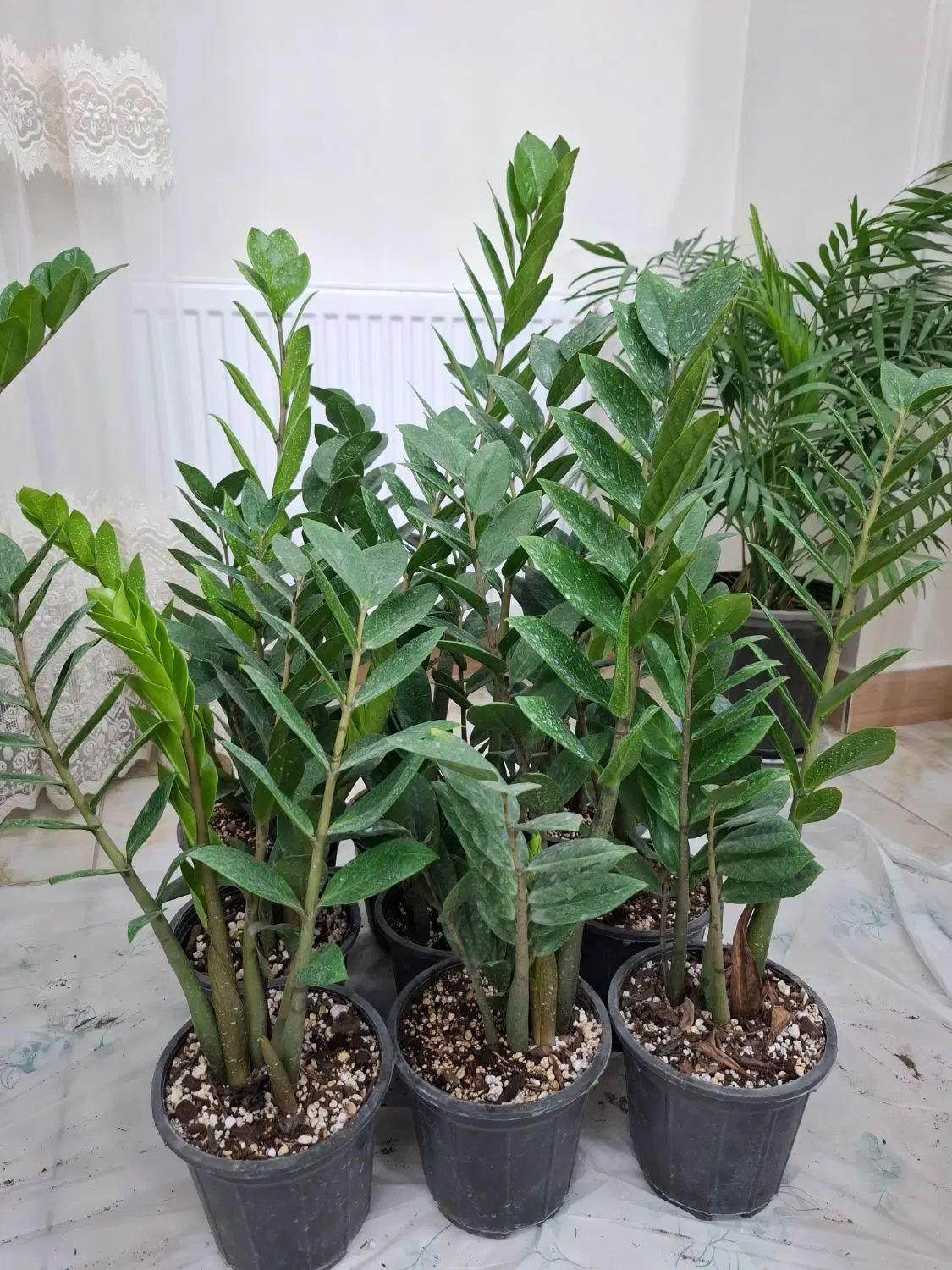 گل طبیعی آپارتمانی سانسوریا ابلق15شاخه ریشه پرفقط|گل و گیاه طبیعی|فردیس, شهرک وحدت|دیوار